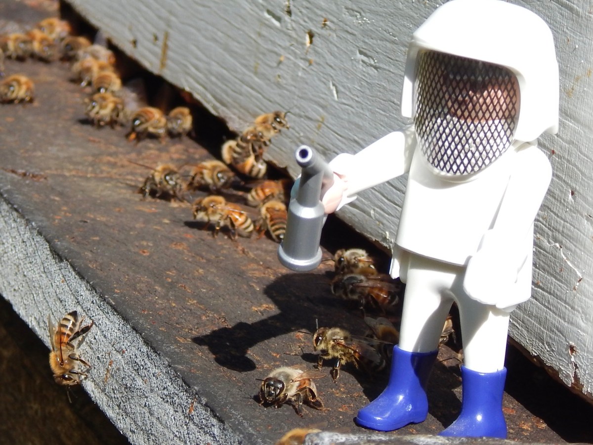 Happy World Bee&nbsp;Day!