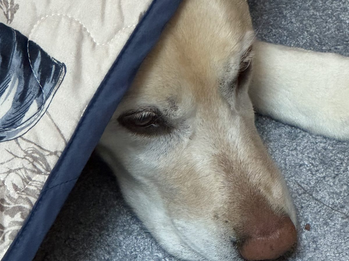 The Art of Stealth: Princess in Recovery&nbsp;Mode