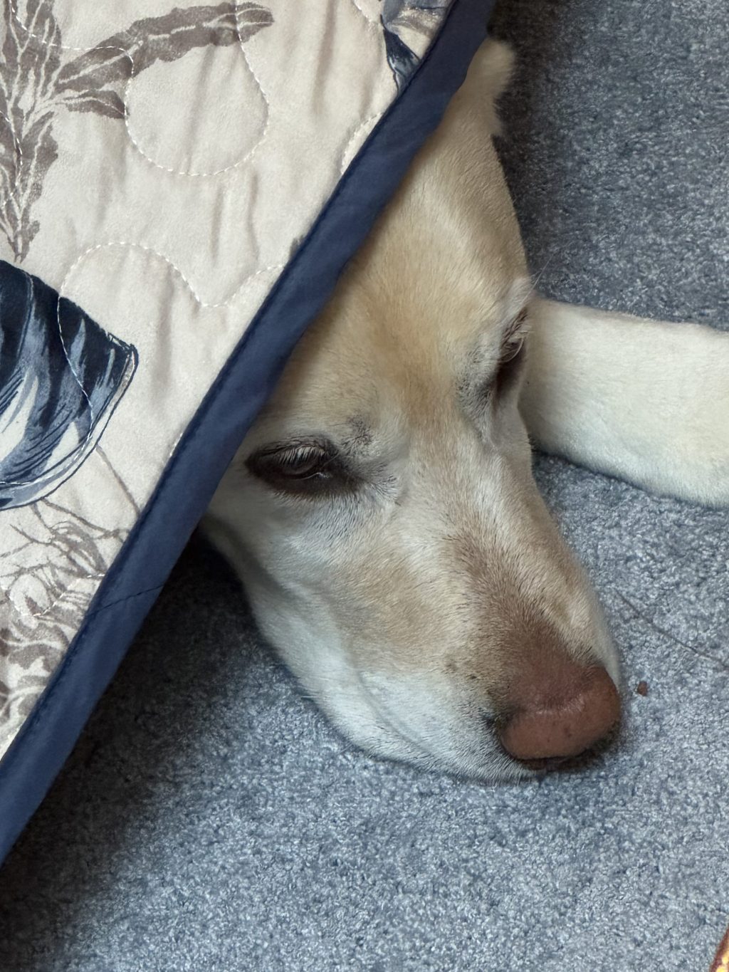 The Art of Stealth: Princess in Recovery&nbsp;Mode