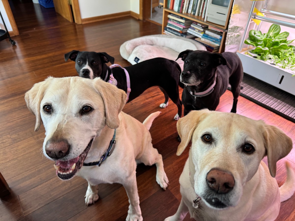 Pack Life & Lightening&nbsp;Bugs