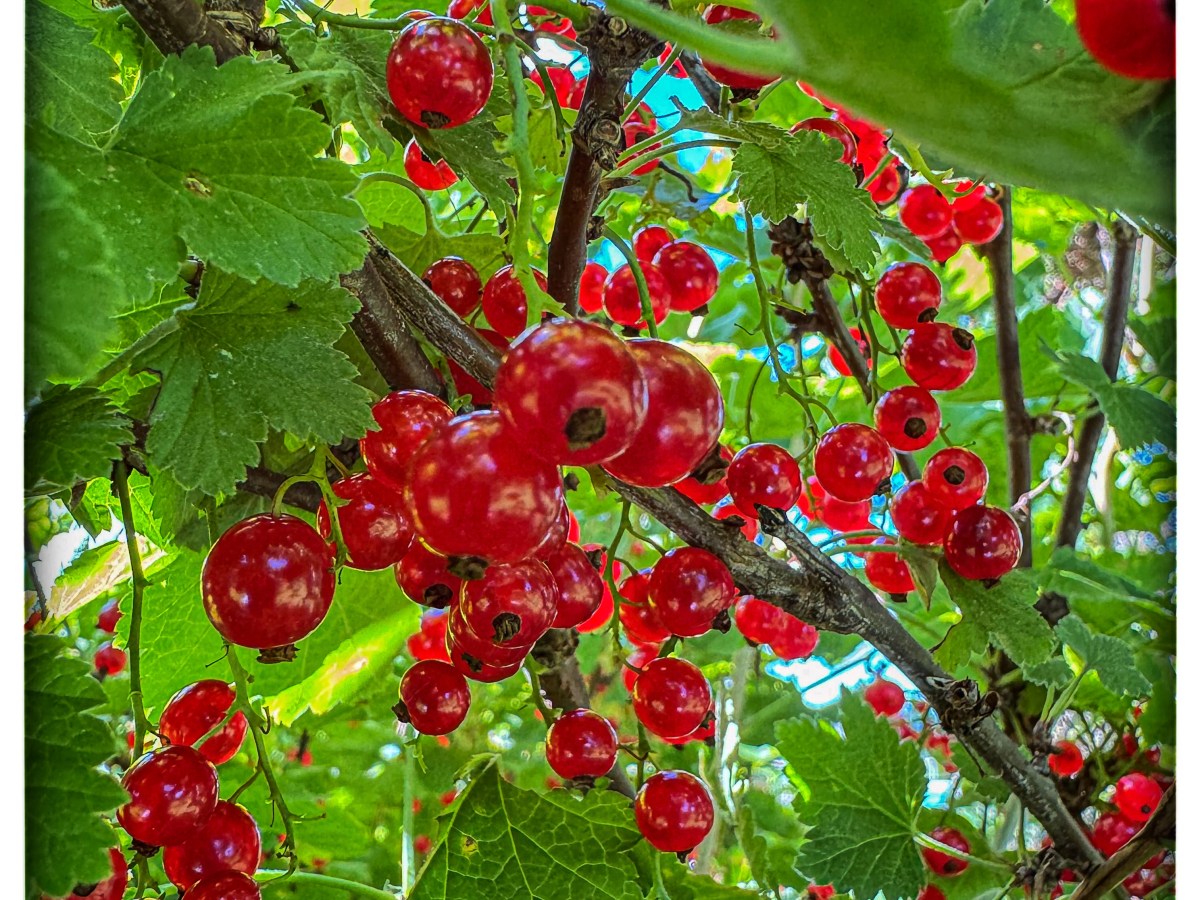 Currants, Cucumbers, and 1700 Pounds of Honey—July Gave Us&nbsp;Everything